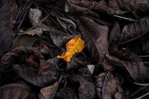 Bright leaf in pile of dark leafs