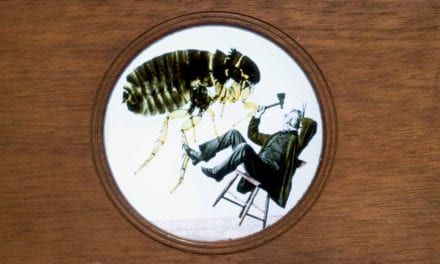 Mark Twain and the Courageous Flea, a short story