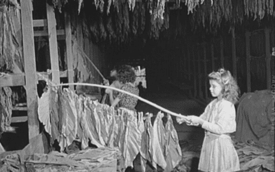 Girl stringing tobacco in a tobacco barn. Barranquitas, P.R.