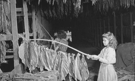 Girl stringing tobacco in a tobacco barn. Barranquitas, P.R.