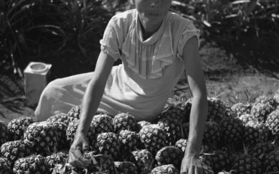 Woman working on a pineapple plantation in Manati, Puerto Rico