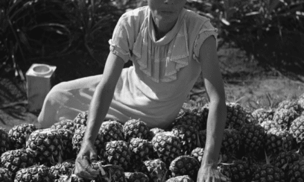 Woman working on a pineapple plantation in Manati, Puerto Rico