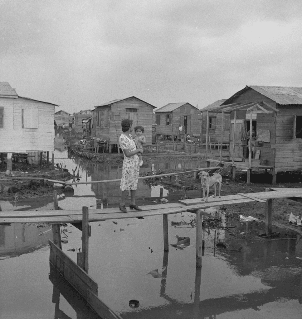 A dog stands on a boardwalk above the mud of San Juan