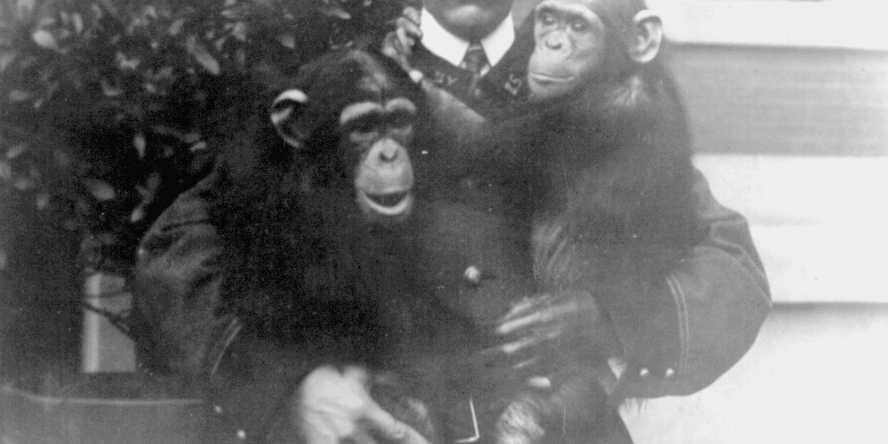 Chimpanzees, most man like of the apes, Bronx Park, New York