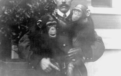 Chimpanzees, most man like of the apes, Bronx Park, New York