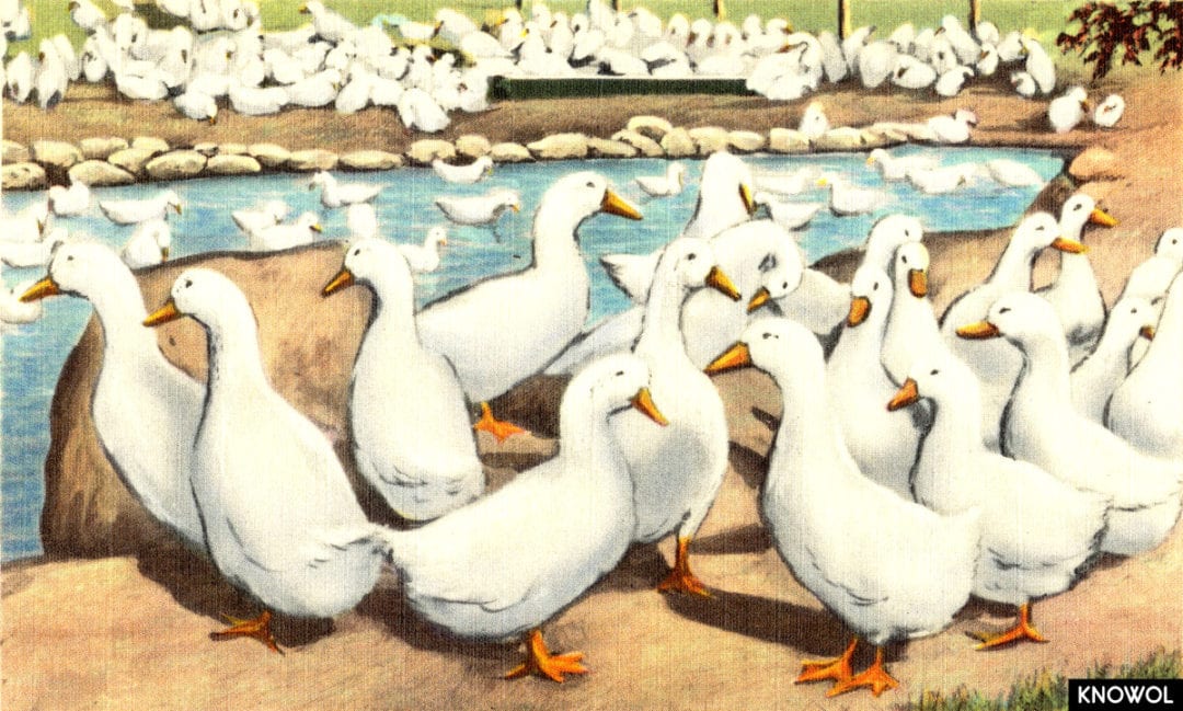 A typical Long Island duck farm, Long Island, N. Y. KNOWOL