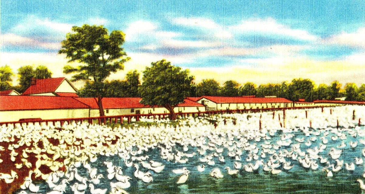 A typical Long Island duck farm, Long Island, N. Y.