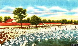 Picture of a duck farm on Long Island, NY