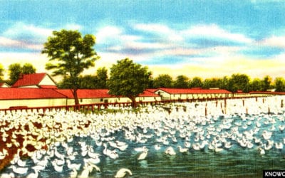 A typical Long Island duck farm, Long Island, N. Y.