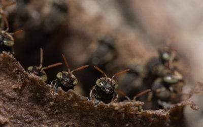 How a 14th Century Warlord Gained Courage from an Ant