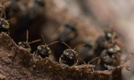 How a 14th Century Warlord Gained Courage from an Ant