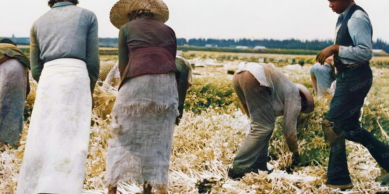 Belle Glade, Florida: Migratory laborers cut celery, January 1941