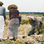 Belle Glade, Florida: Migratory laborers cut celery, January 1941