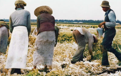 Belle Glade, Florida: Migratory laborers cut celery, January 1941