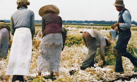 Belle Glade, Florida: Migratory laborers cut celery, January 1941